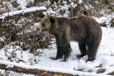 Grizzly Jam in Pelican Valley YNP 2025